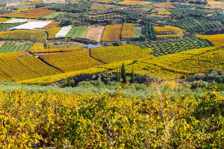 viñas-creta