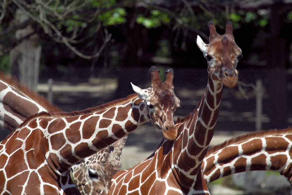 Zoológico de Blijdorp, Róterdam