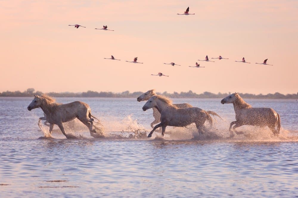 Los 13 lugares más hermosos para visitar en Camargue